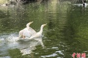 梦见被抓吉林：罕见白鸬鹚连续两年“故地重游”