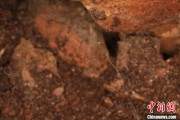 梦见被抓江西发现蜘蛛新物种 为研究呵叻蛛属适应区域提供依据