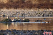 梦见被抓歙县完成安徽首个县域生物多样性调查 共记录物种近4千种